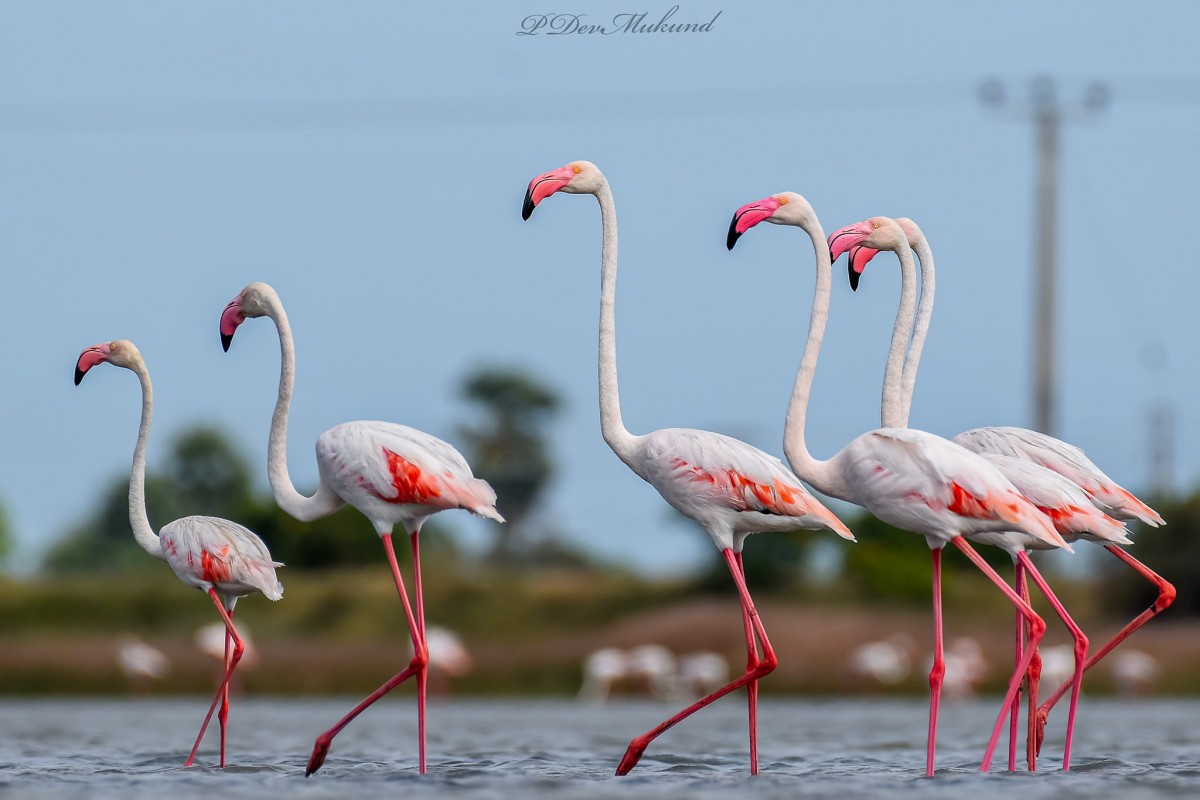 Phoenicopteridae